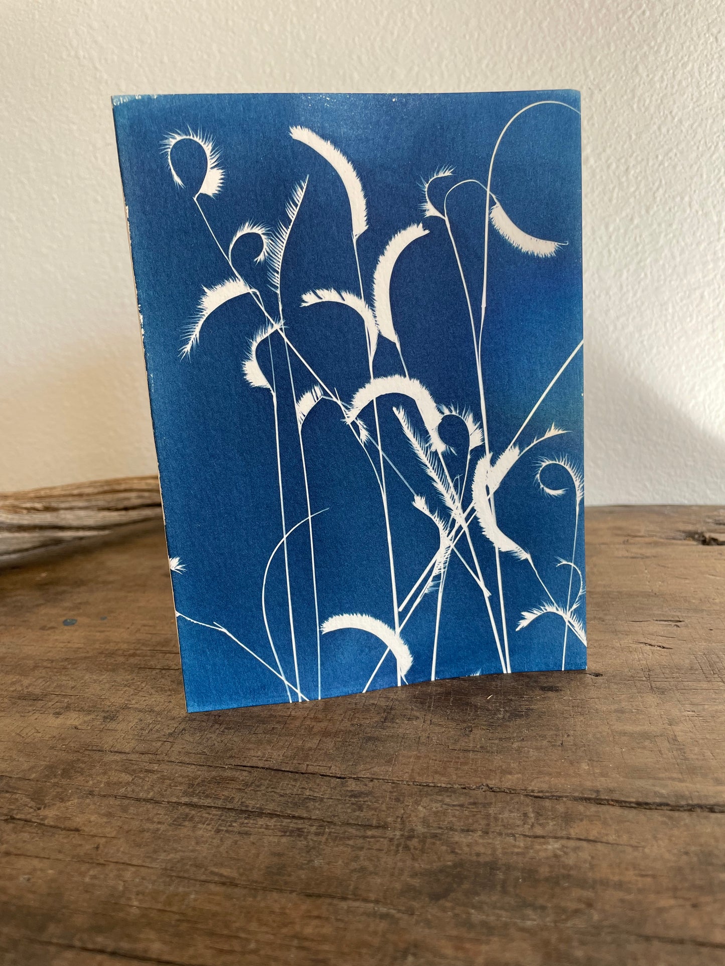 Set of 4 Unique Cyanotype Greeting Cards