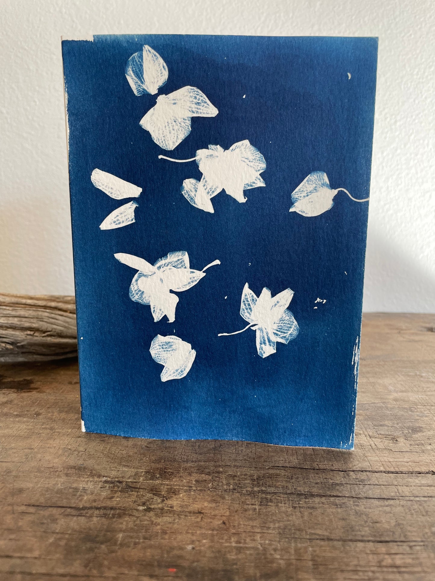 Set of 4 Unique Cyanotype Greeting Cards