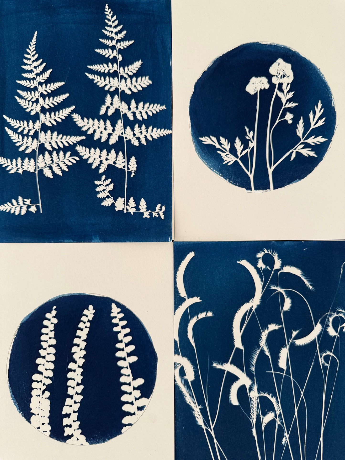Set of 4 Unique Cyanotype Greeting Cards